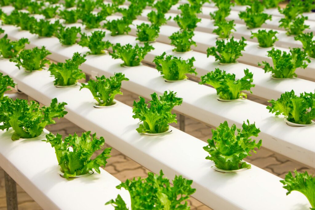 The Fine Manage Revolution: How AI is Improving Food Protection and Inspection How AI is Improving Food Protection
